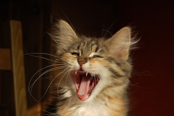 kann mir mal jemand zuhören.jpg